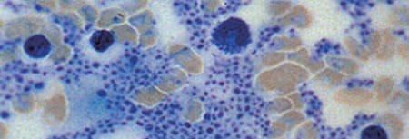 DA Signature Stem Cell Image